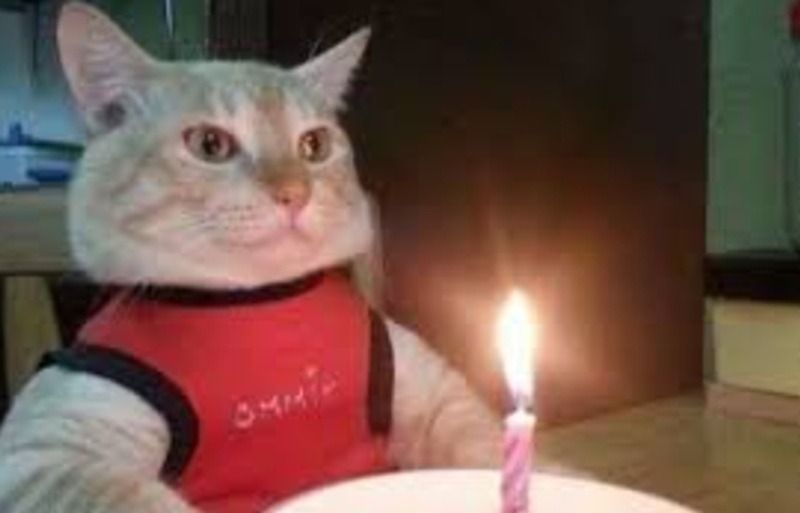 Meme chúc mừng sinh nhật dễ thương