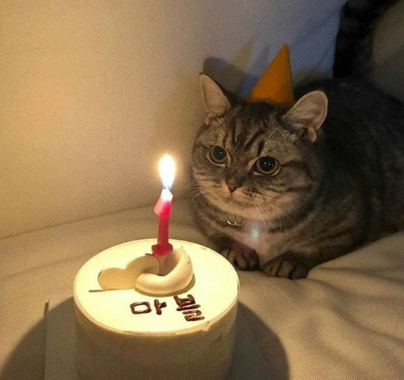 Meme chúc mừng sinh nhật hình động vật
