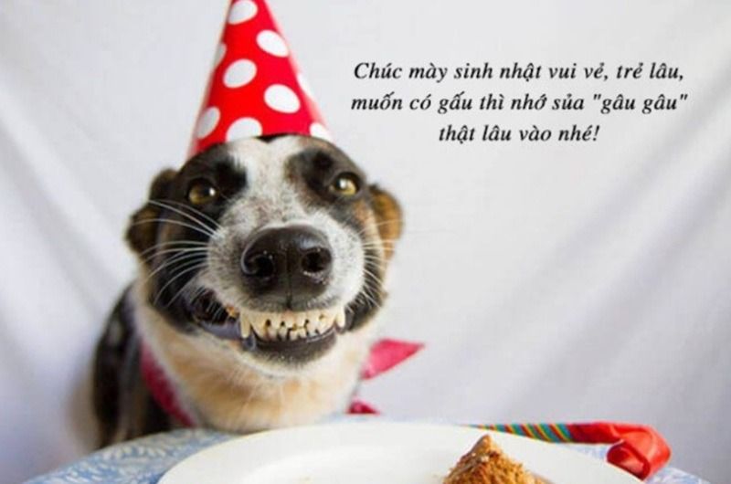 Bộ Sưu Tập 99+ Meme Chúc Mừng Sinh Nhật Dễ Thương, Hóm Hỉnh