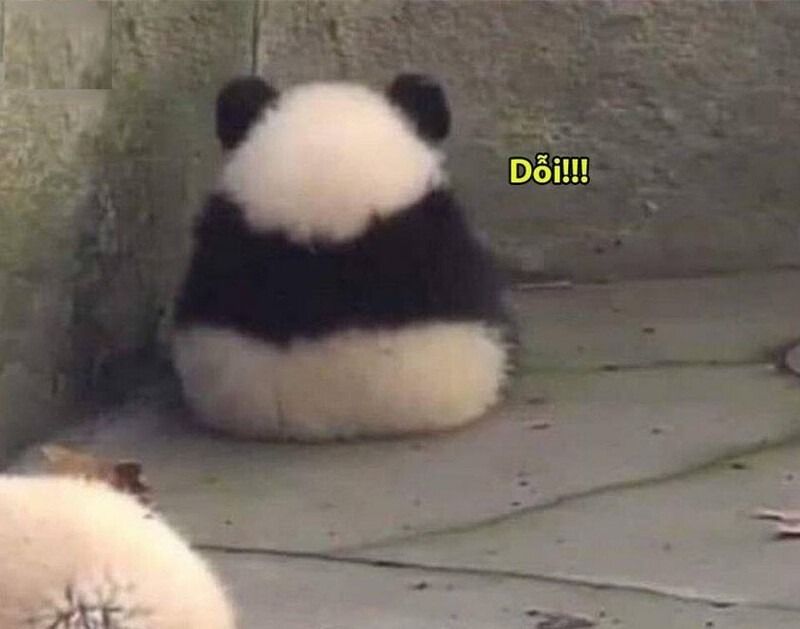 Meme gấu trúc hành động đáng yêu