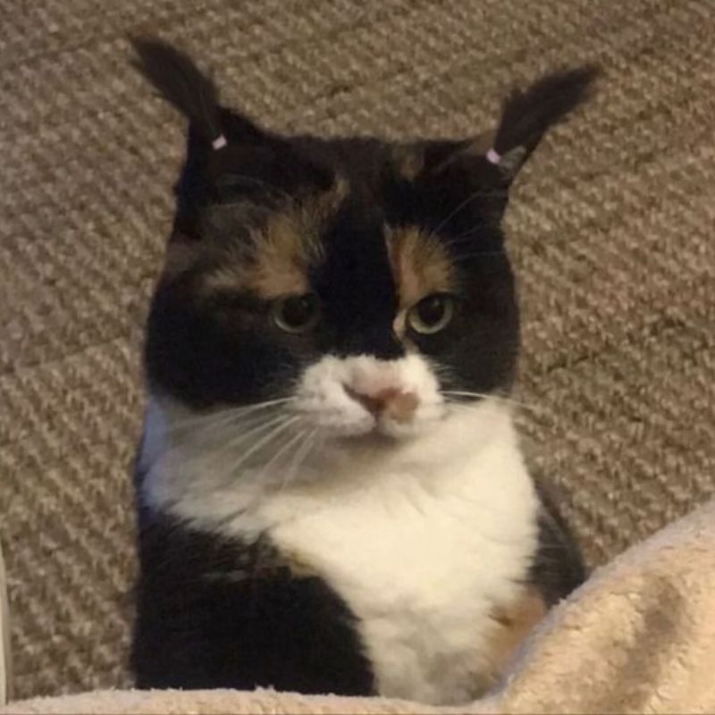 Ngồi giữa mâm cơm như một thành viên danh dự