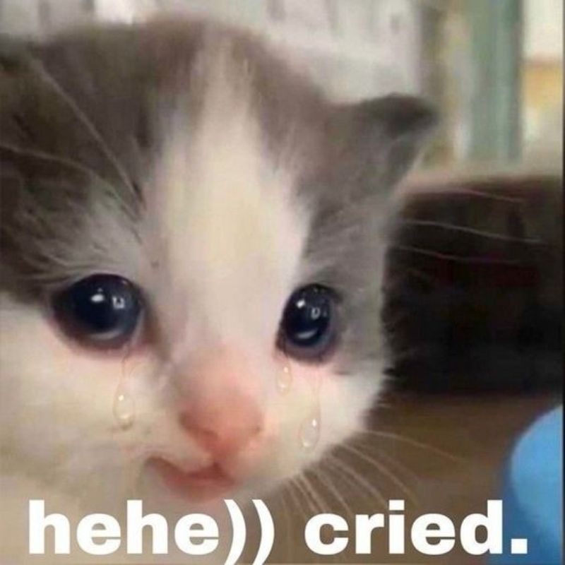 Mèo không làm gì cũng thấy đáng nghi