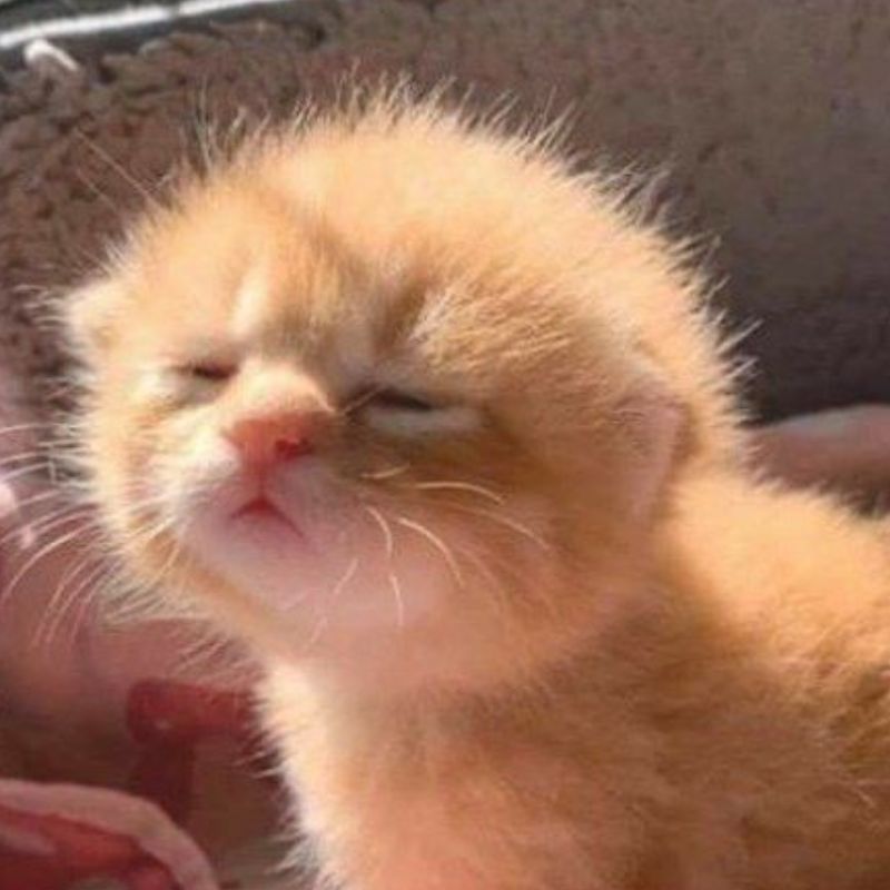 Có ai nói dở hơn con sen vừa phát biểu không