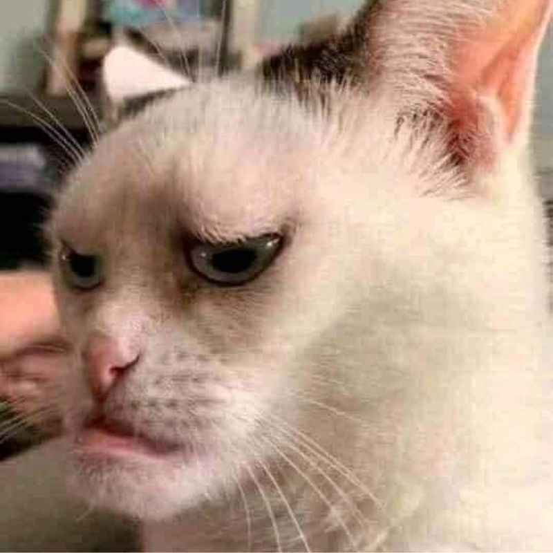 Không biết sợ là gì, chỉ biết ghét vacuum