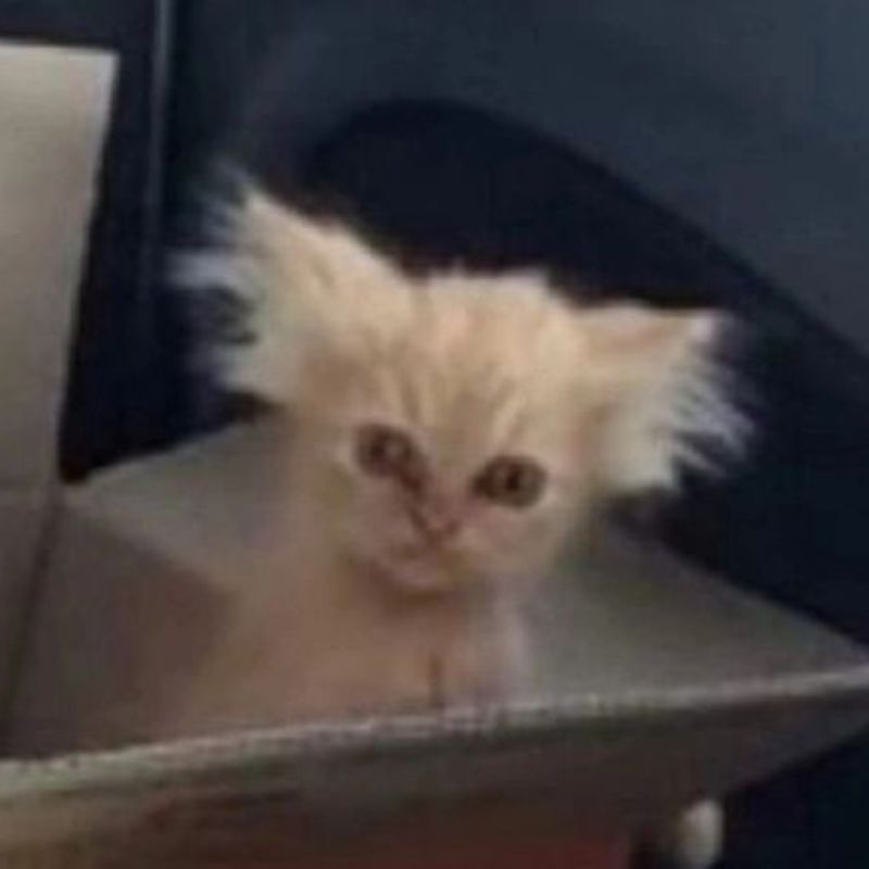 Meme giận dỗi cute