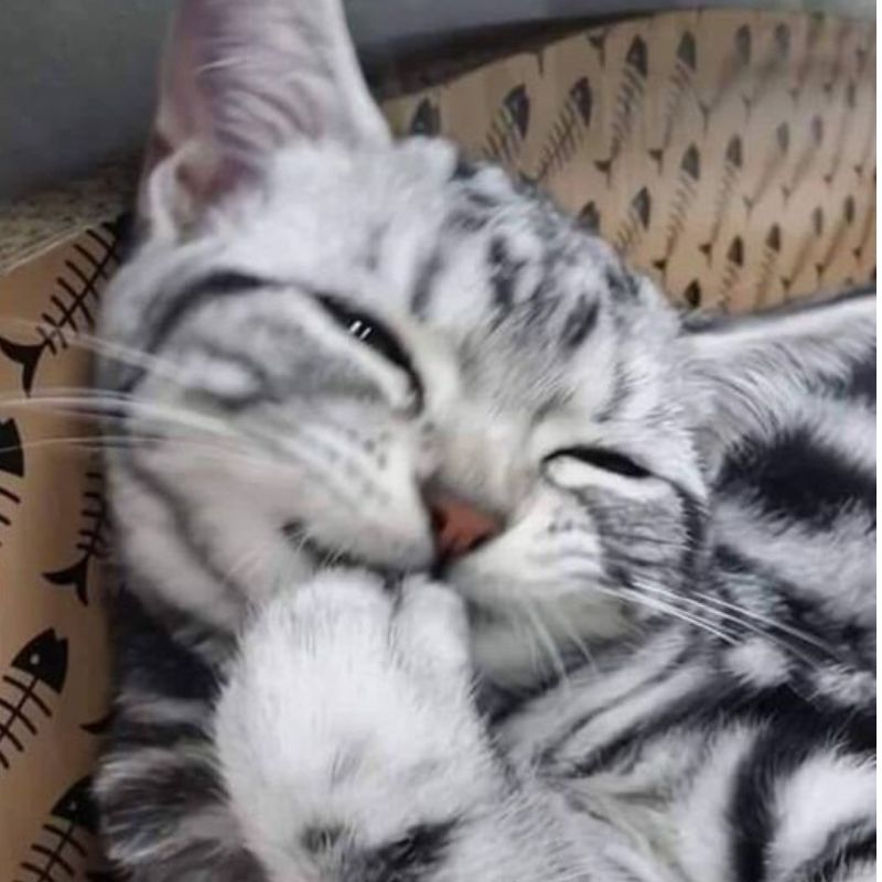 Mỗi lần bước xuống cầu thang là như đi catwalk