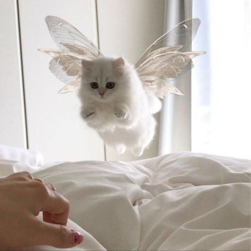 Meme mèo cười đểu