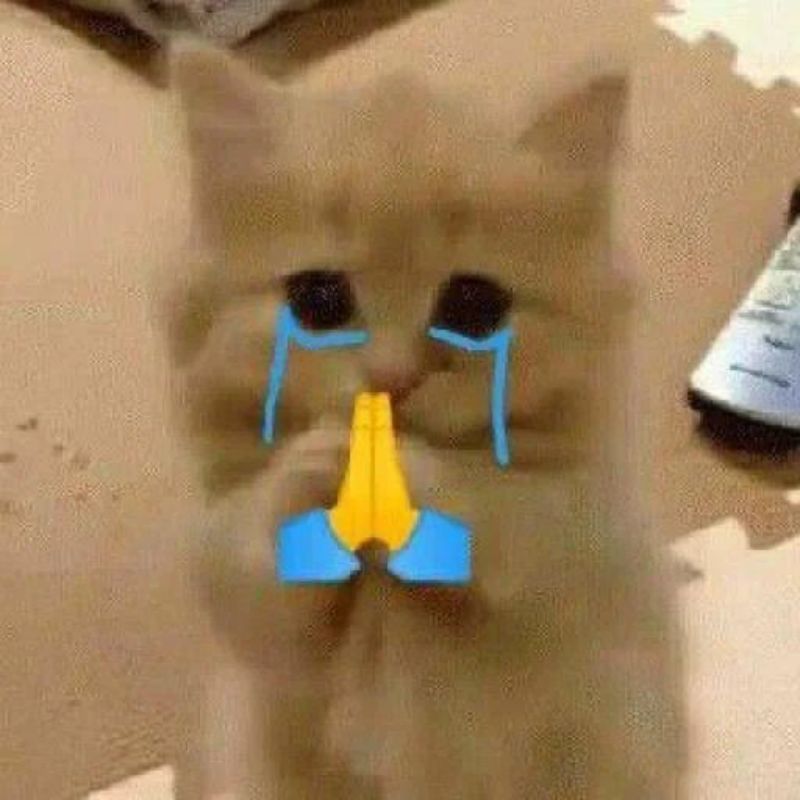 Meme mèo cầu xin