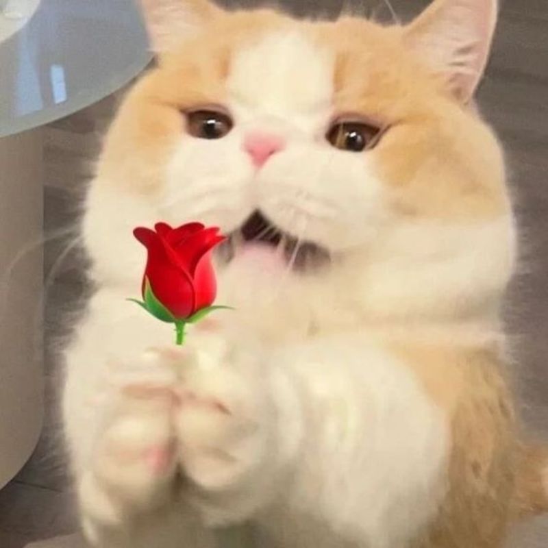 Gương mặt này chỉ có mèo mới diễn được