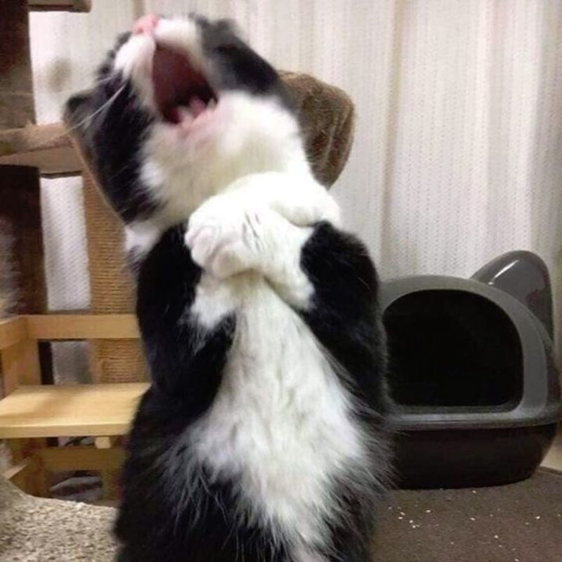 Mặt ngây thơ nhưng lòng toàn là mưu mô