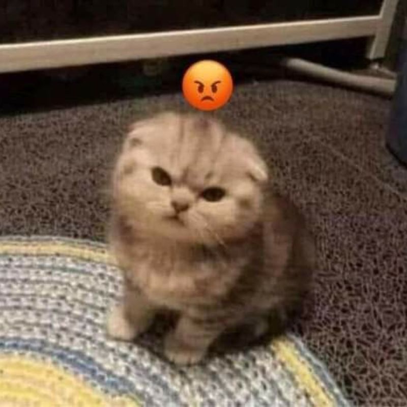 Không phải đồ ăn thì không thèm quan tâm