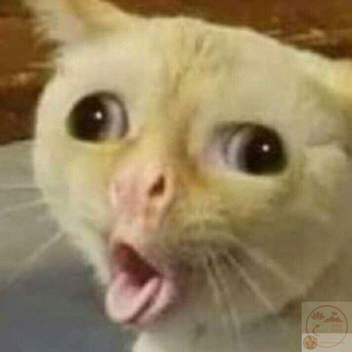 Tổng hợp 99+ đánh giá meme hot nhất mạng xã hội