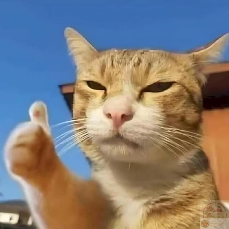 Trọn bộ 33+ Meme chống nạnh chán chả buồn nói, bất lực