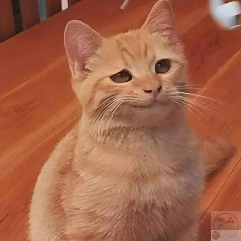 Người đàn ông cầm roi đánh giá "đừng có làm thế" - TVMeme