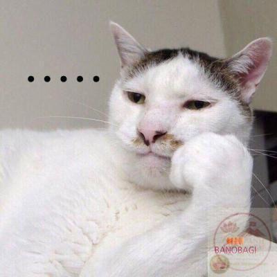 Bộ 50 ảnh Meme Ánh Mắt Phán Xét giúp bạn đánh giá, soi xét một cách mỉa mai đầy tinh tế