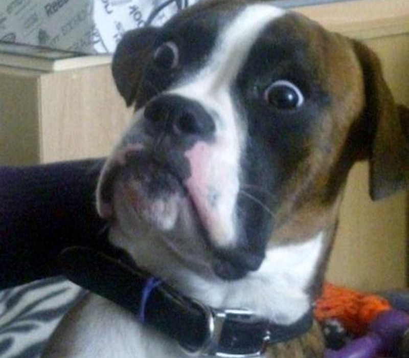 Meme chó ngạc nhiên