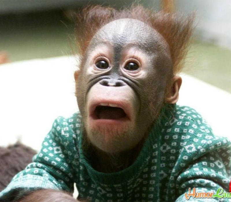 Meme khỉ ngạc nhiên