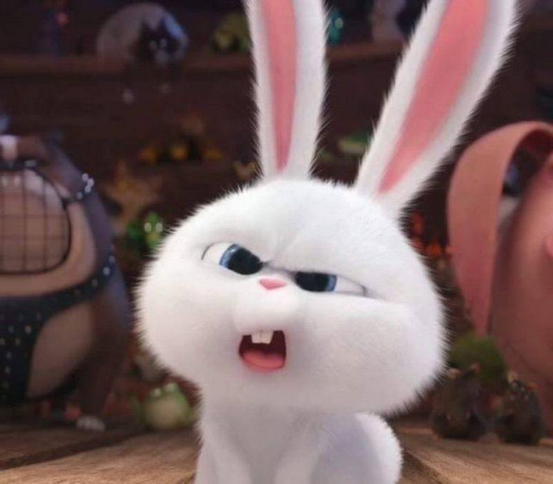 Meme thỏ ngạc nhiên cute