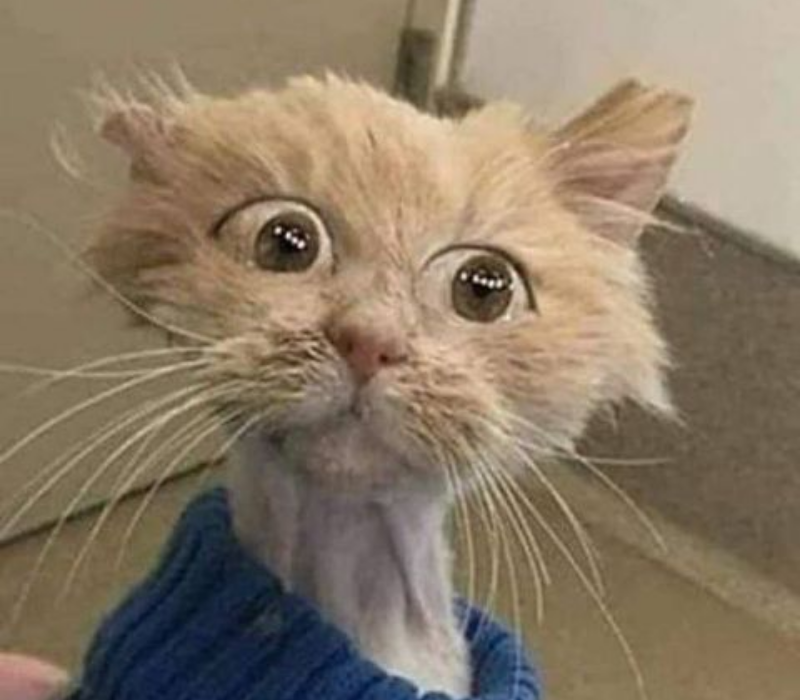 Meme mèo ngạc nhiên bựa