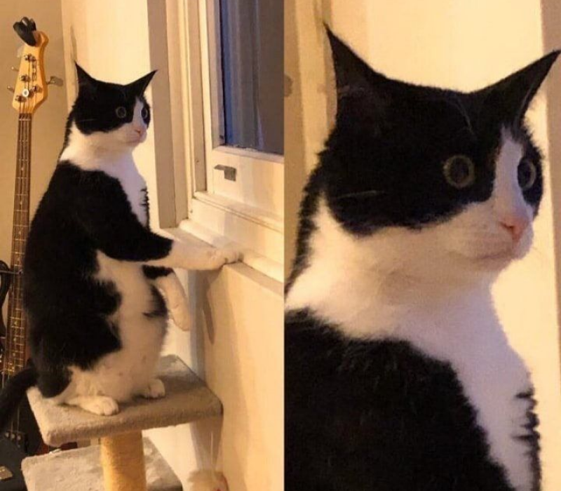 Ảnh meme mèo ngạc nhiên