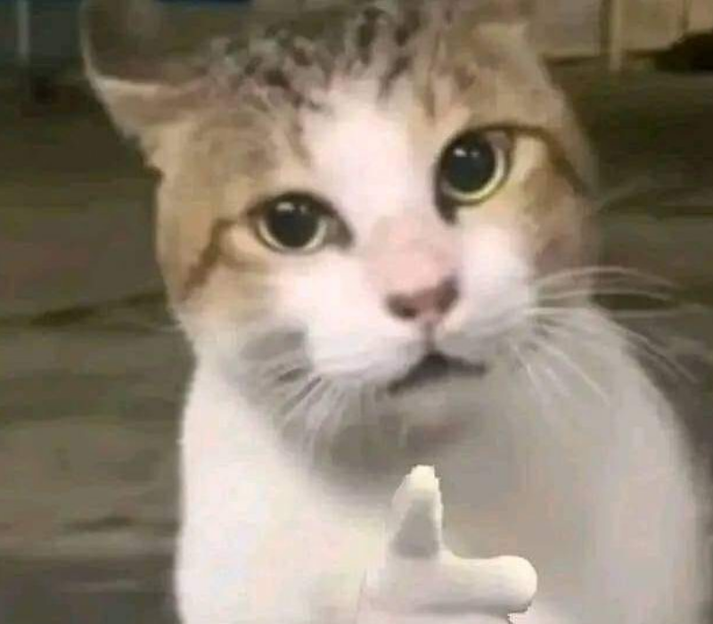 Meme mèo chỉ tay