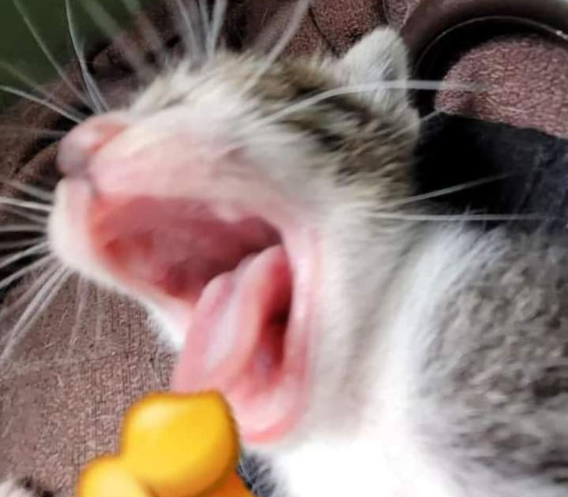 Meme mèo chỉ tay ngạc nhiên