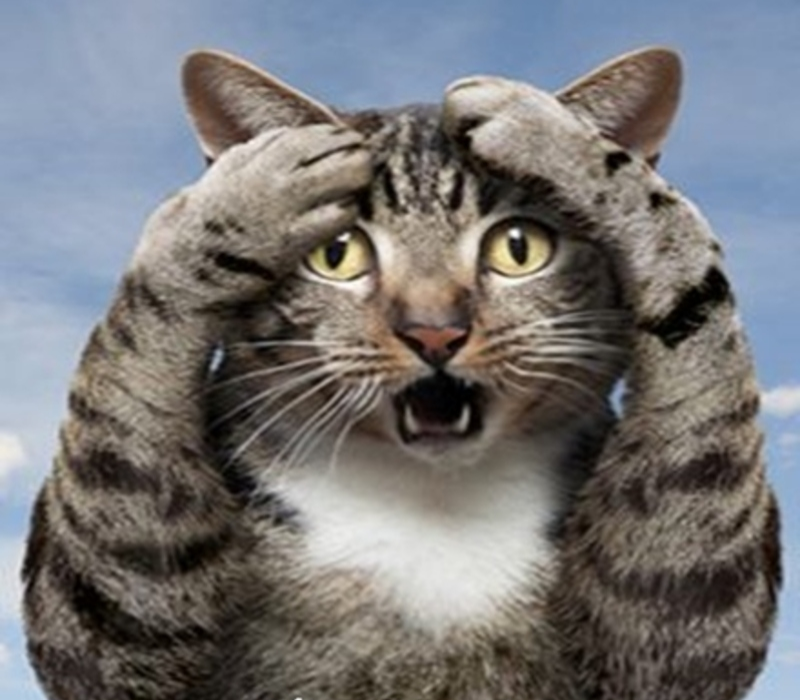 Meme mèo ôm đầu bất lực