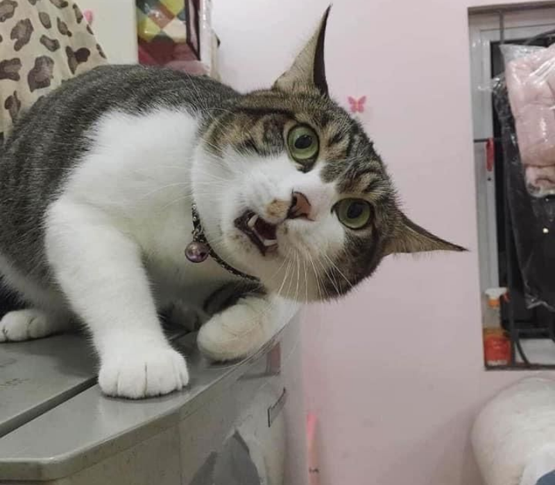 Meme mèo cực kỳ ngạc nhiên