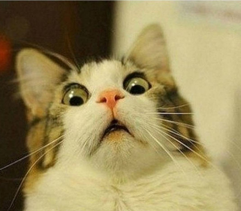 Meme mèo ngạc nhiên ngã ngửa