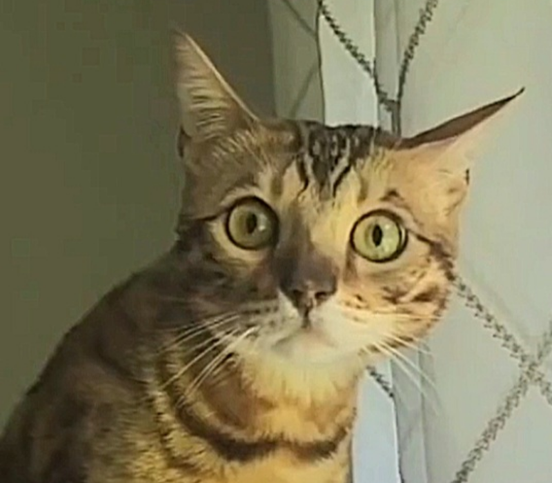 Meme mèo đờ mặt