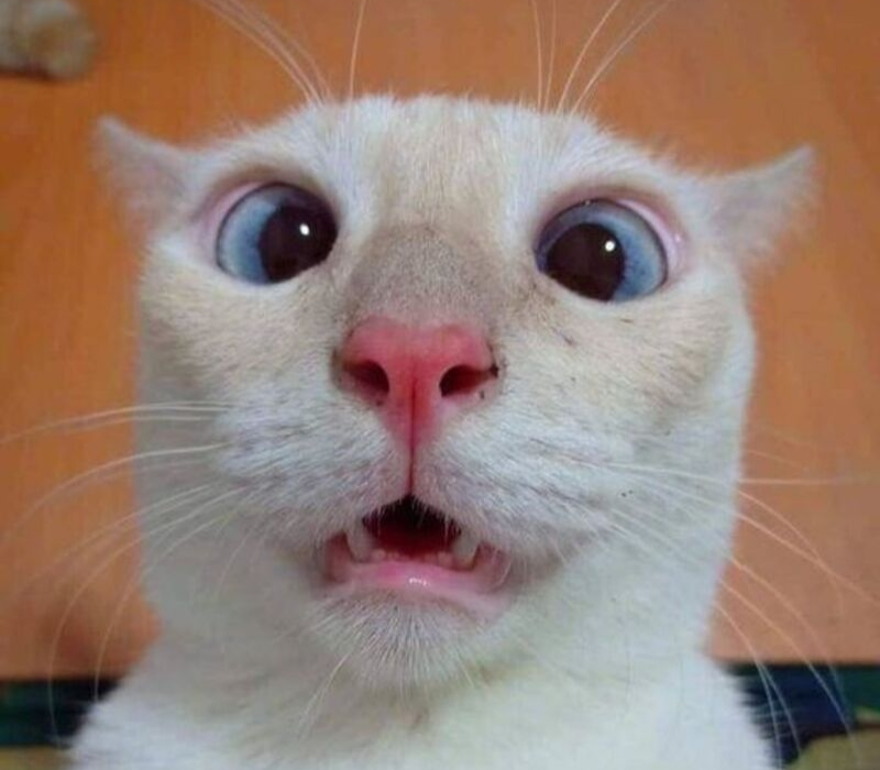 Meme mèo siêu đáng yêu
