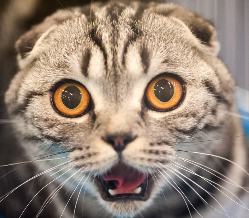 Meme mèo ngạc nhiên