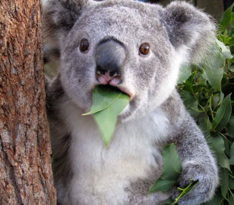 Meme gấu túi ngạc nhiên