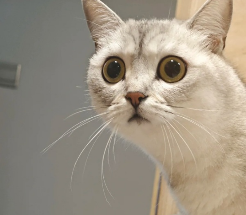 Meme chú mèo ngạc nhiên