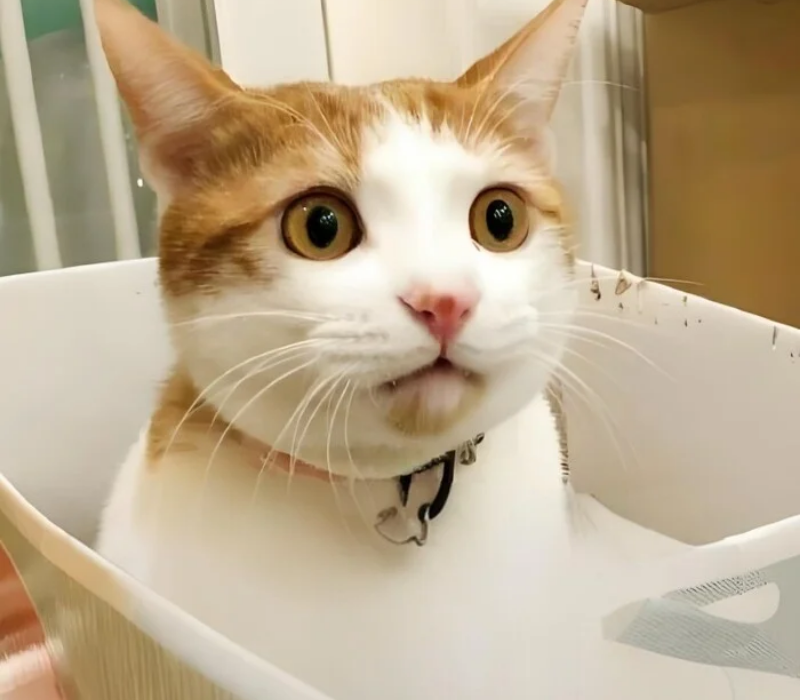 Meme mèo đơ người