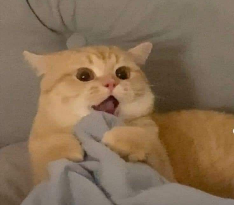 Ảnh meme mèo cute