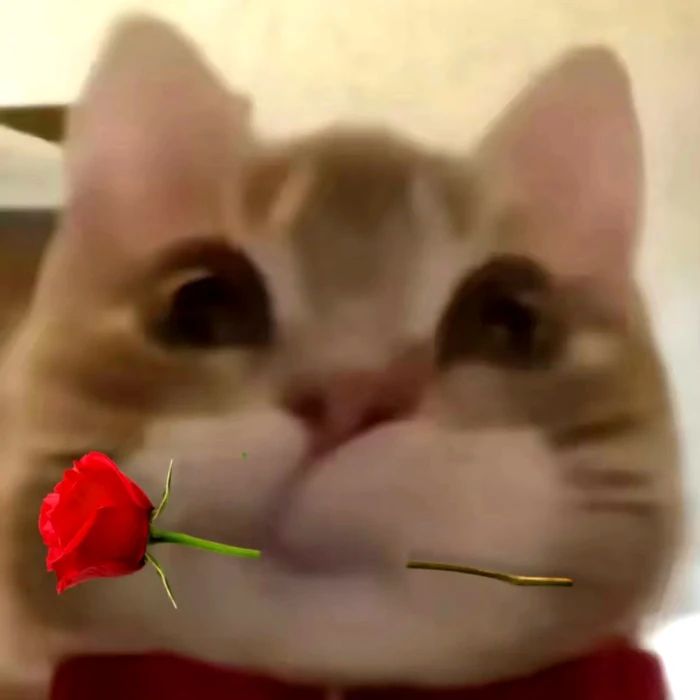 Chú mèo ôm hoa hồng đỏ