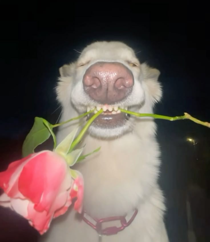 Mèo cầm hoa viral