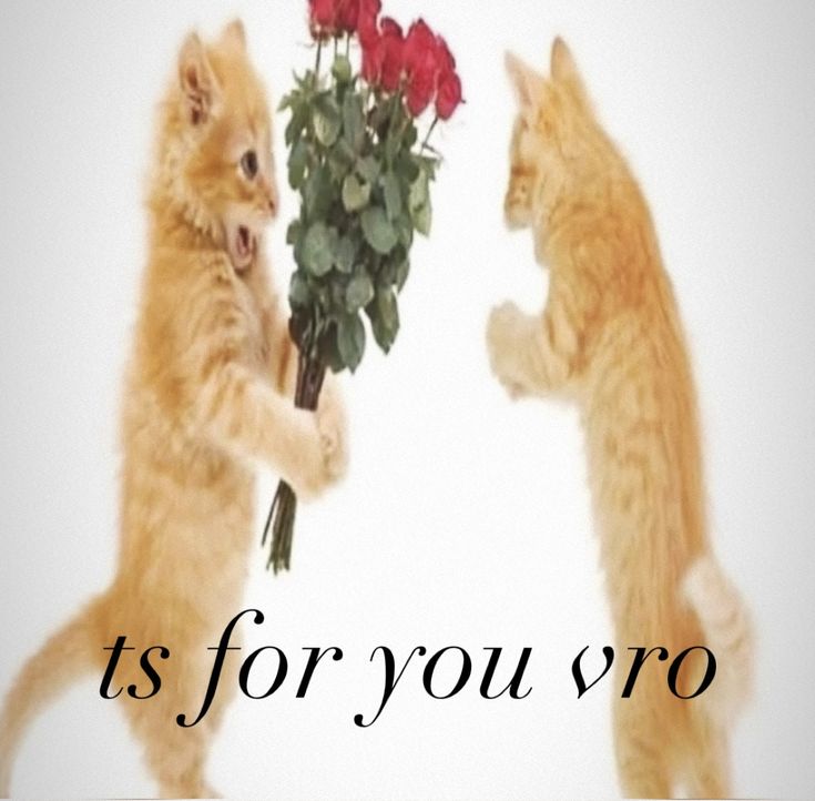 Ảnh mèo dễ thương mang hoa