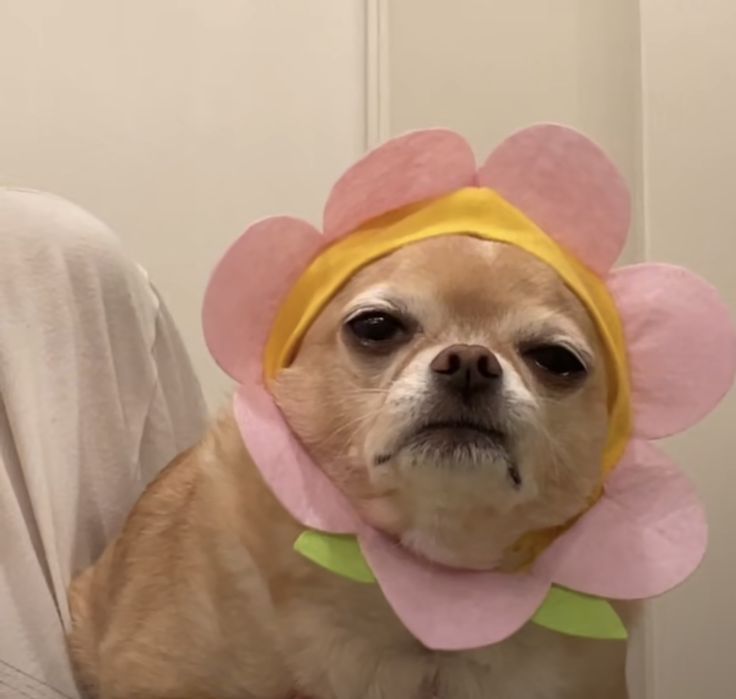 Hình chế tặng hoa tulip