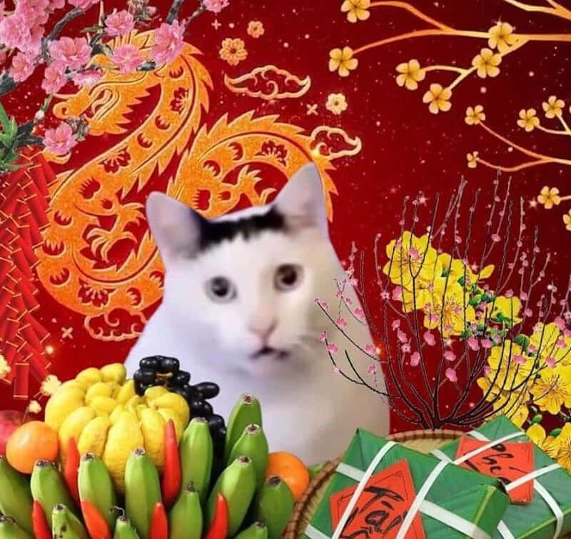 Meme Tết hình mèo