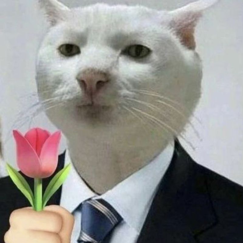 ảnh mèo tặng hoa meme