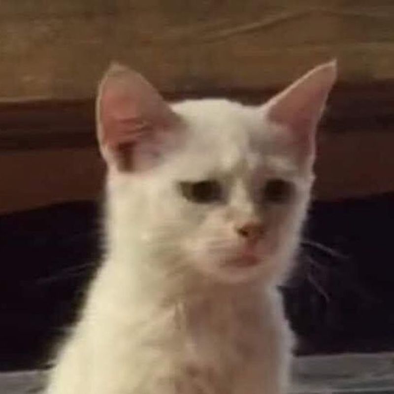 meme giận dỗi cute