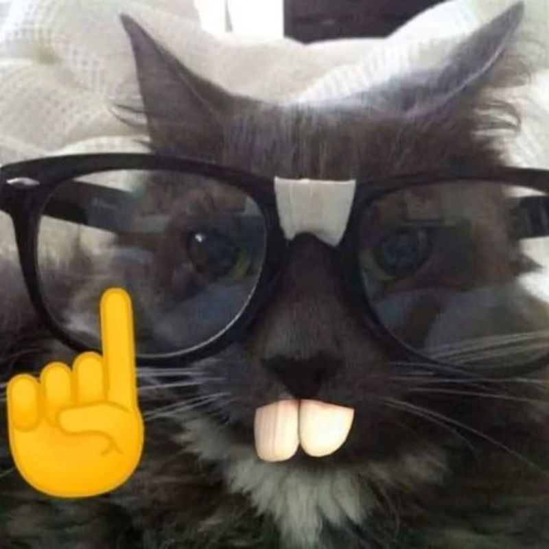 meme mèo bất ngờ