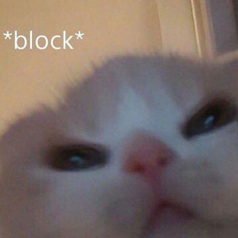 meme mèo block