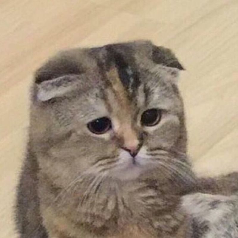 meme mèo buồn bã