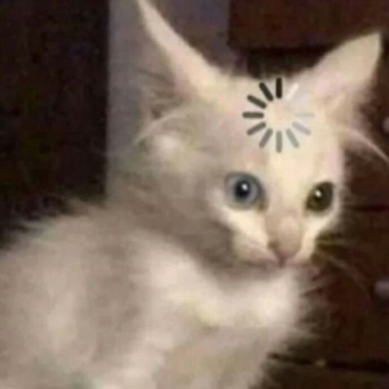 meme mèo cảm ơn