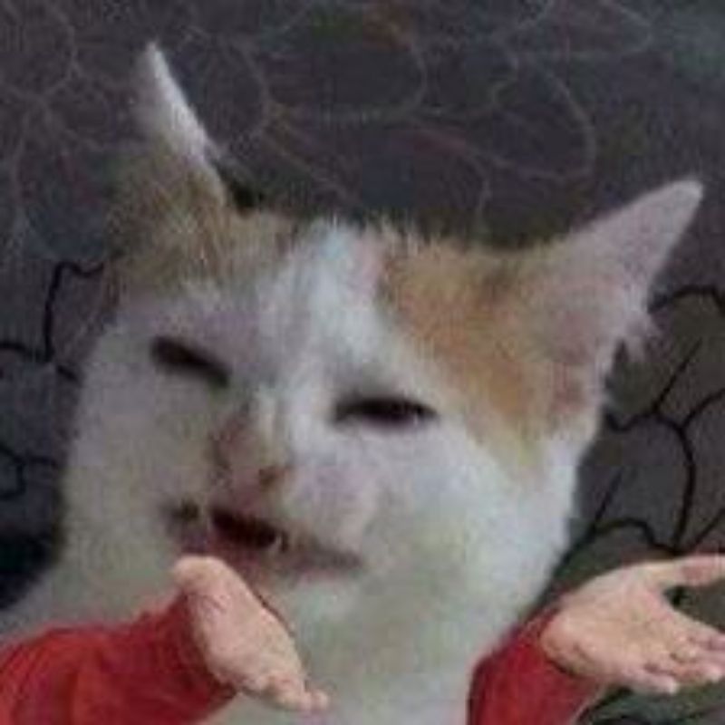 meme mèo cầu xin