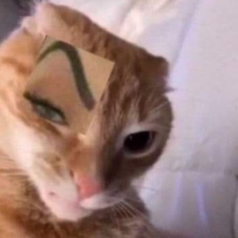 meme mèo chạy xe