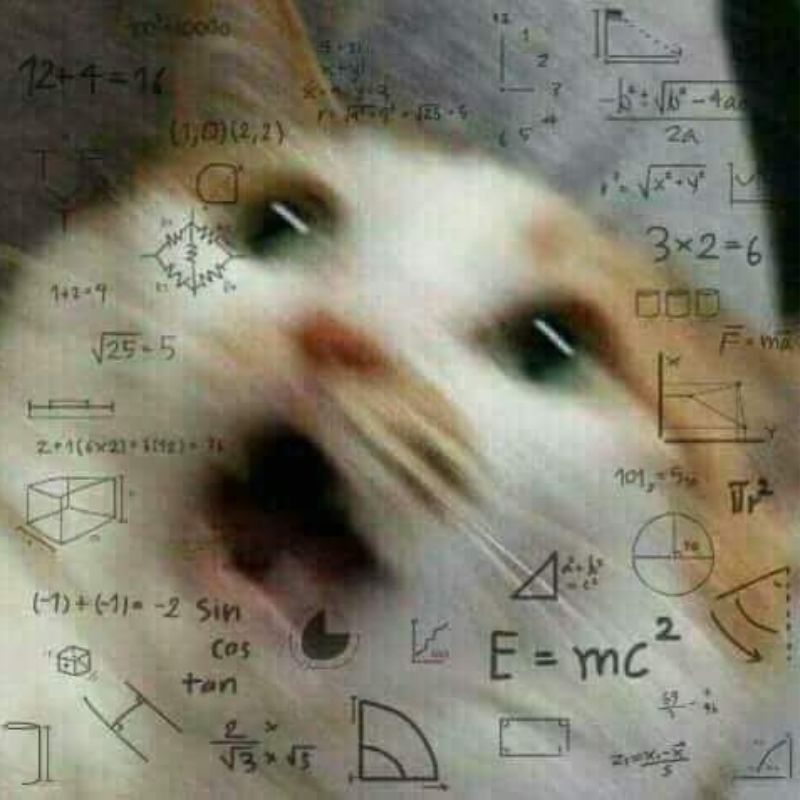 meme mèo cố lên